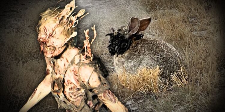 Colorado faces ‘Last of Us’ moment as virus warps wild rabbits
