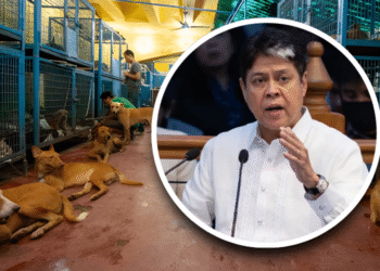 Animal welfare supervision program gets initial funding under 2026 budget, says Pangilinan