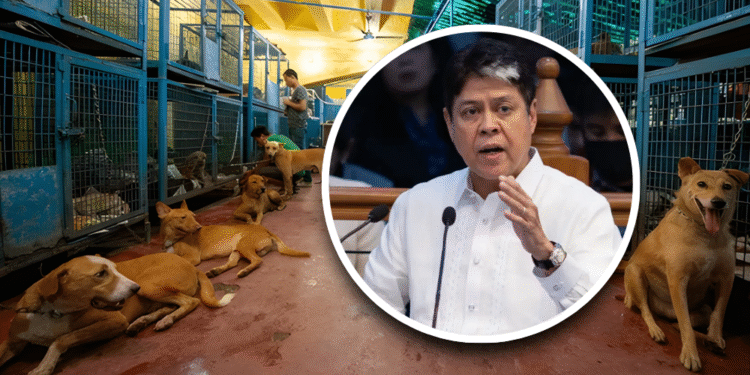 Animal welfare supervision program gets initial funding under 2026 budget, says Pangilinan
