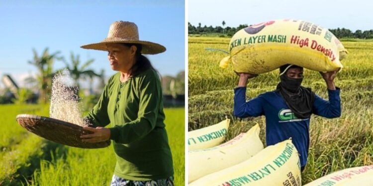 DA assures rice supply stable, proposes up to ₱40B aid as farm costs surge