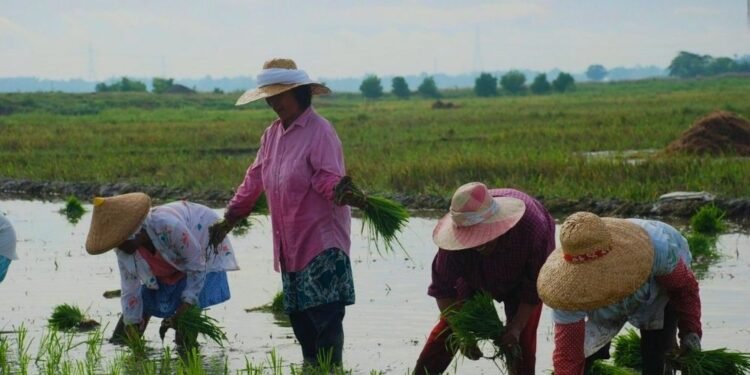 Farm loan repayments suspended for up to one year under DA as costs threaten food supply