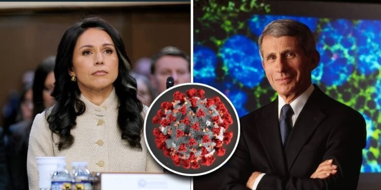 In final move as Trump’s director of national intelligence, Tulsi Gabbard reveals shocking evidence of Fauci funding the creation of covid 19 in Wuhan
