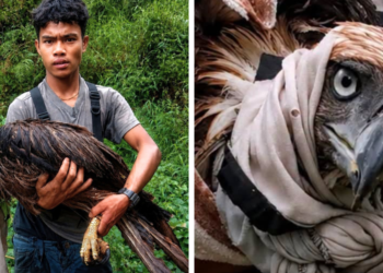 Indigenous hero saves wounded Philippine eagle from deadly monkey attack
