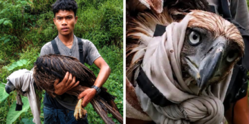 Indigenous hero saves wounded Philippine eagle from deadly monkey attack