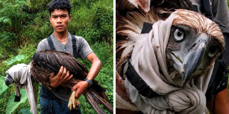 Indigenous hero saves wounded Philippine eagle from deadly monkey attack