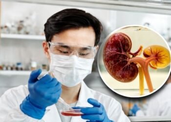 Could lab-grown kidneys become the future of transplants? Japanese researchers move one step closer