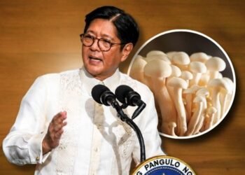 DA says Filipino-grown enoki mushrooms could be PH agriculture’s next big export after Marcos’ SONA mention