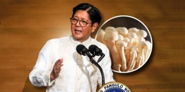 DA says Filipino-grown enoki mushrooms could be PH agriculture’s next big export after Marcos’ SONA mention