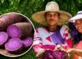 Philippines moves to turn ube into a national priority crop as global demand for purple yam surges