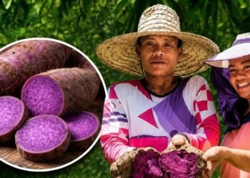 Philippines moves to turn ube into a national priority crop as global demand for purple yam surges