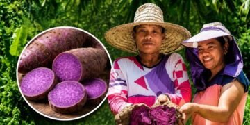 Philippines moves to turn ube into a national priority crop as global demand for purple yam surges