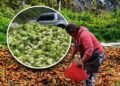 Benguet farmers forced to dump vegetables as two-day trading queues and low prices worsen losses