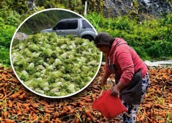 Benguet farmers forced to dump vegetables as two-day trading queues and low prices worsen losses