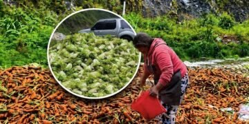 Benguet farmers forced to dump vegetables as two-day trading queues and low prices worsen losses