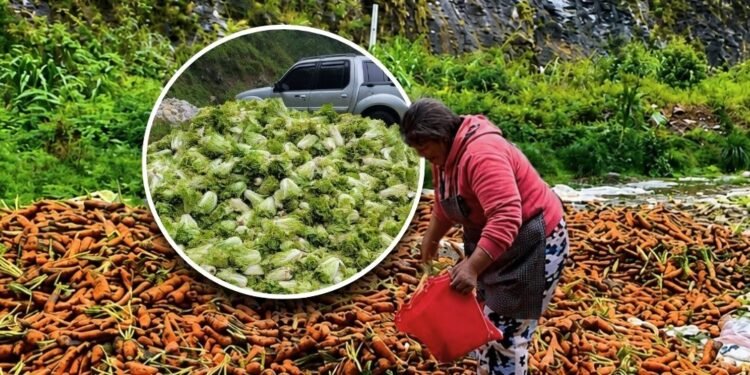 Benguet farmers forced to dump vegetables as two-day trading queues and low prices worsen losses
