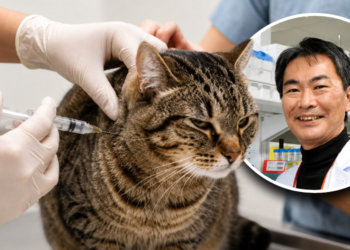 Japanese scientists study breakthrough treatment that could help cats reach a 30-year lifespan