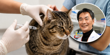 Japanese scientists study breakthrough treatment that could help cats reach a 30-year lifespan