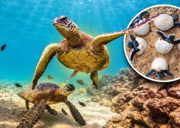 Green Sea Turtle Population Rebounds 28% After Decades of Decline and Leaves Endangered Status