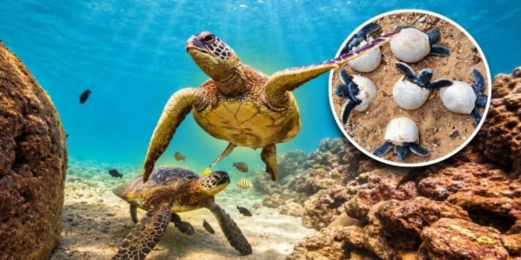Green Sea Turtle Population Rebounds 28% After Decades of Decline and Leaves Endangered Status