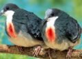 Mindoro bleeding-heart rediscovered after 21 years in ancestral domain