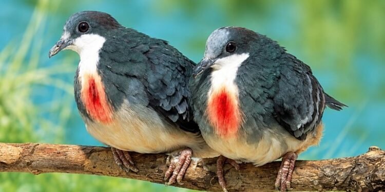 Mindoro bleeding-heart rediscovered after 21 years in ancestral domain