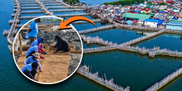 Bulacan Islanders Build Their Own Flood Control System With Bamboo, Oyster-Shell Barriers—and It’s Working