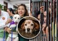 Lawmakers push tougher animal cruelty law with up to 3 years in jail, ₱500,000 fine for killing an animal