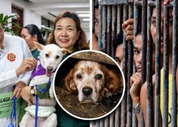 Lawmakers push tougher animal cruelty law with up to 3 years in jail, ₱500,000 fine for killing an animal